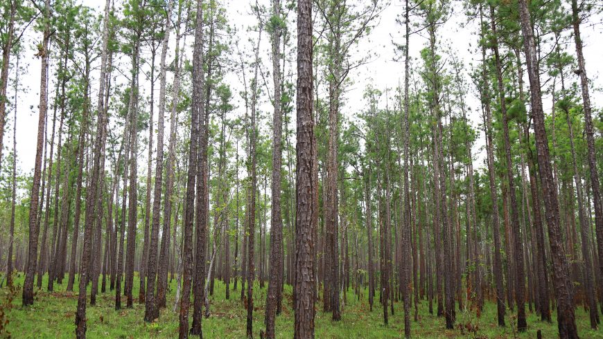 Taller  de Entrenamiento de Monitoreo de Bosques/Blueffields