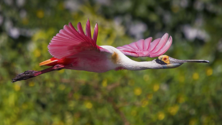 6 – Conservación de la biodiversidad y gestión sostenible de los recursos naturales vivos