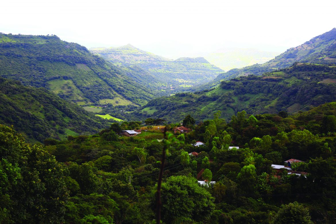 FotoBosques.jpg