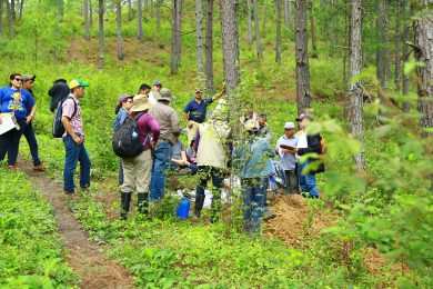 Sistema de Monitoreo de Bosques