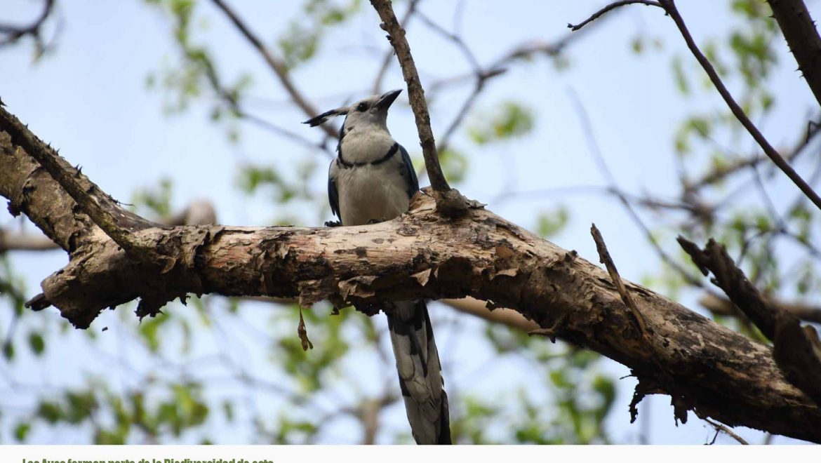 Biodiversidad