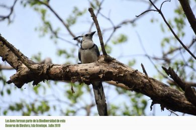 Biodiversidad