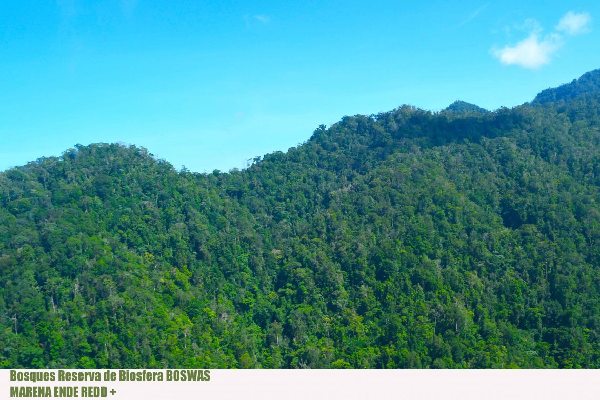 Bosques-BOSAWAS0005jpg.jpg