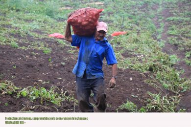 Seguridad Alimentaria