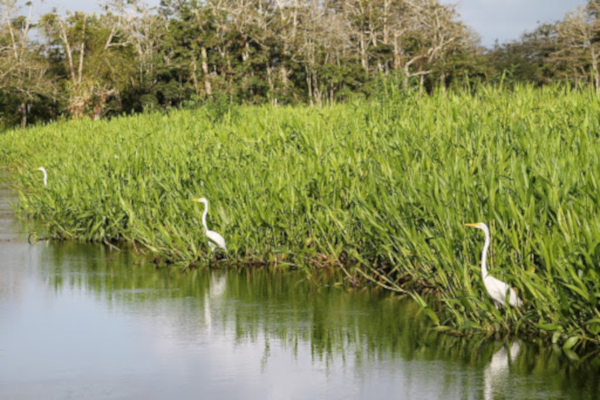 Refugio de Vida Silvestre Los Guatuzos