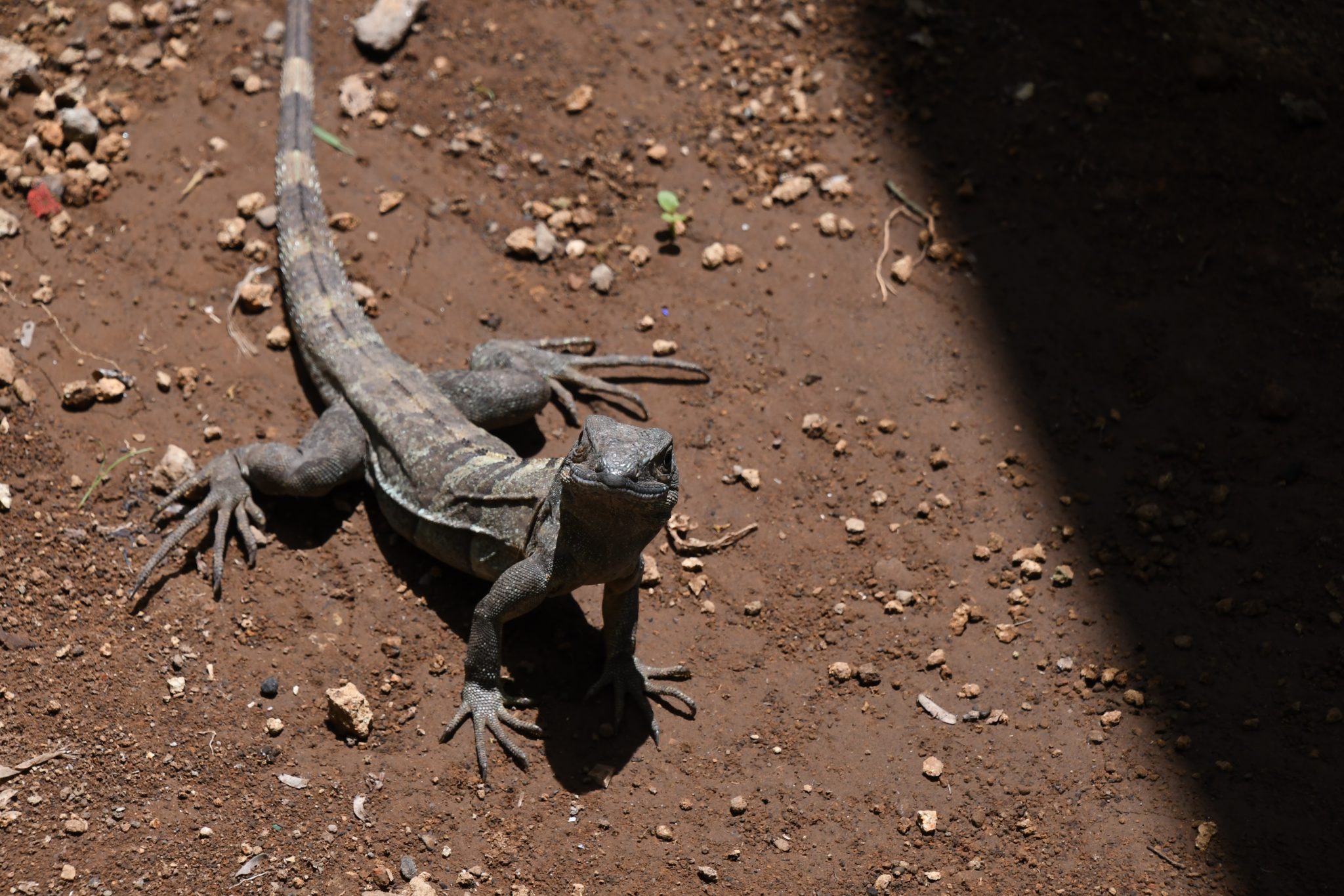 PARQUE DE FERIAS DE NANDAIME CUENTA CON ZOOCRIADERO DE GARROBO NEGRO