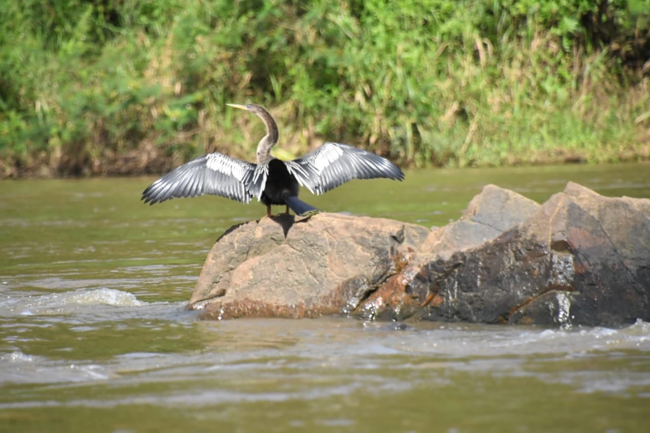 RESERVA DE LA BIOSFERA RÍO SAN JUAN CONTARÁ CON NUEVO OBSERVATORIO ...