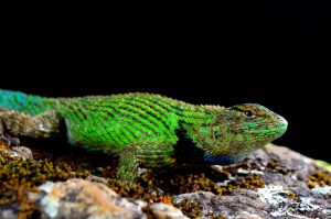 Sceloporus-malachiticus-Datanli-El-Diablo-Gabriel-Martines-scaled