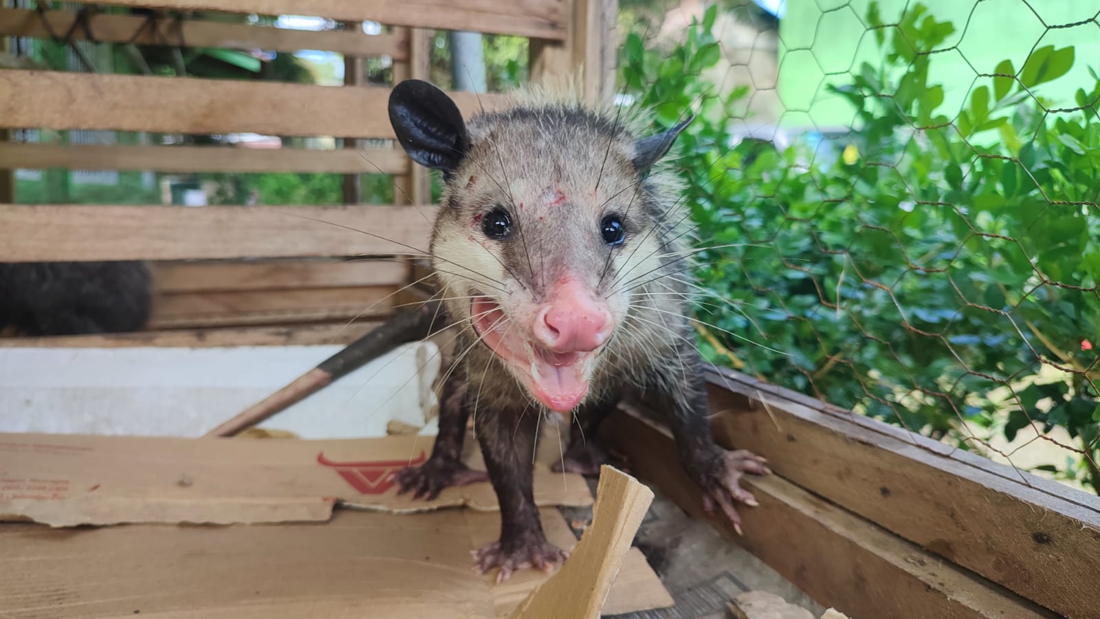 ZARIGÜEYAS REGRESAN A SU MEDIO NATURAL GRACIAS A POBLADORES DE SIUNA Y ...