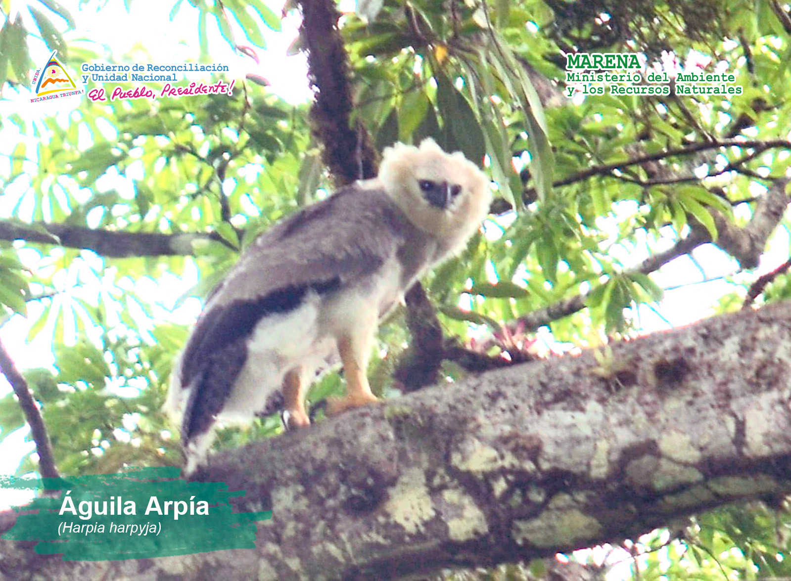 Águila Arpía es avistada en el Parque Nacional Saslaya – Marena