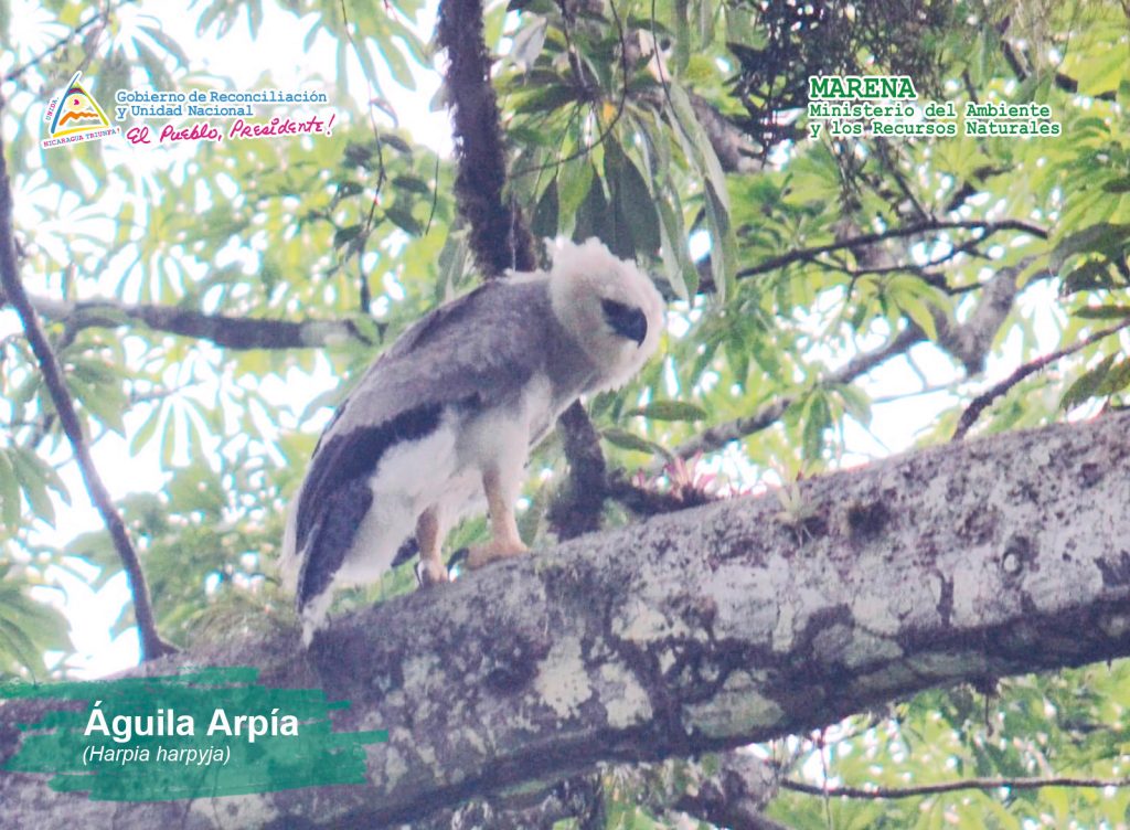 Águila Arpía es avistada en el Parque Nacional Saslaya – Marena