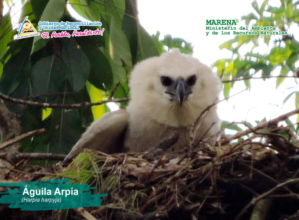 Impresionantes fotografías del Águila Arpía alimentando a su polluelo –  Marena