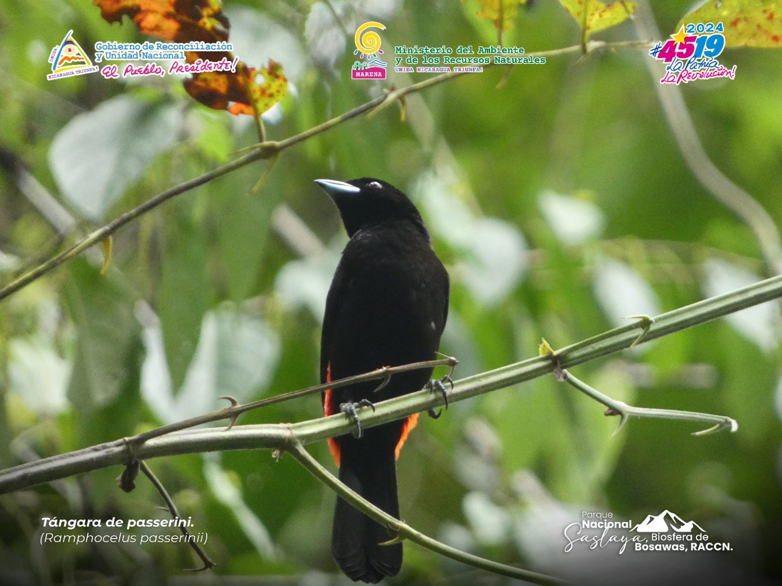 Nicaragua: Un paraíso de rica biodiversidad. – Marena